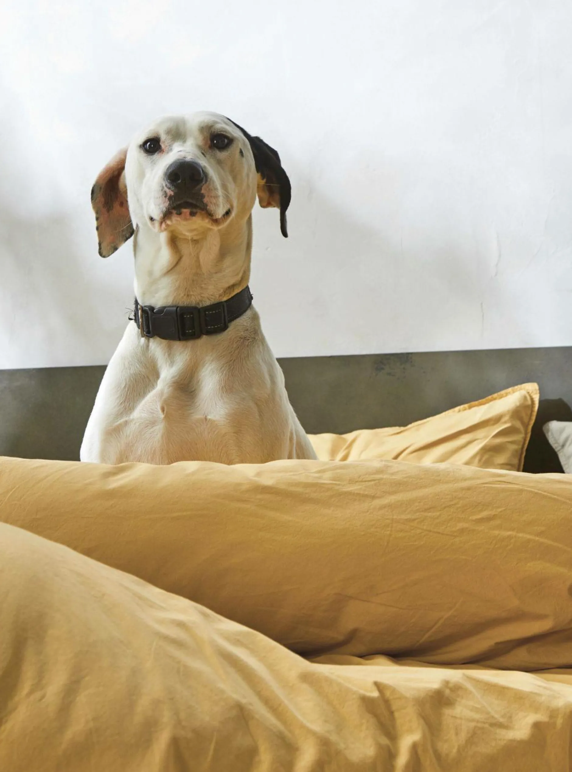 Taies D'Oreiller>Camif BLANC DES VOSGES Taie d'oreiller percale lavée Bohème - - Taie d'oreiller 50 x 75 cm Miel