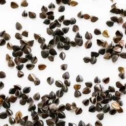 Oreillers|Oreillers>Camif MILLE OREILLERS Oreiller ferme en sarrasin biologique - 60 x 60 cm