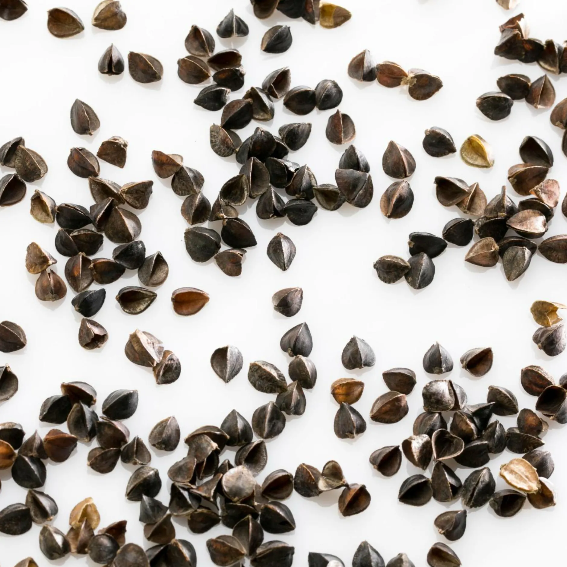 Oreillers|Oreillers>Camif MILLE OREILLERS Oreiller ferme en sarrasin biologique - 60 x 60 cm