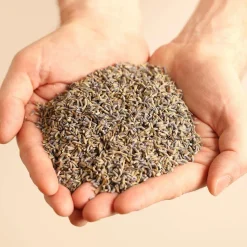 Oreillers|Oreillers>Camif MILLE OREILLERS Oreiller ferme à la lavande biologique - 50 x 70 cm