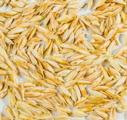 Oreillers|Oreillers><noscript><img width=