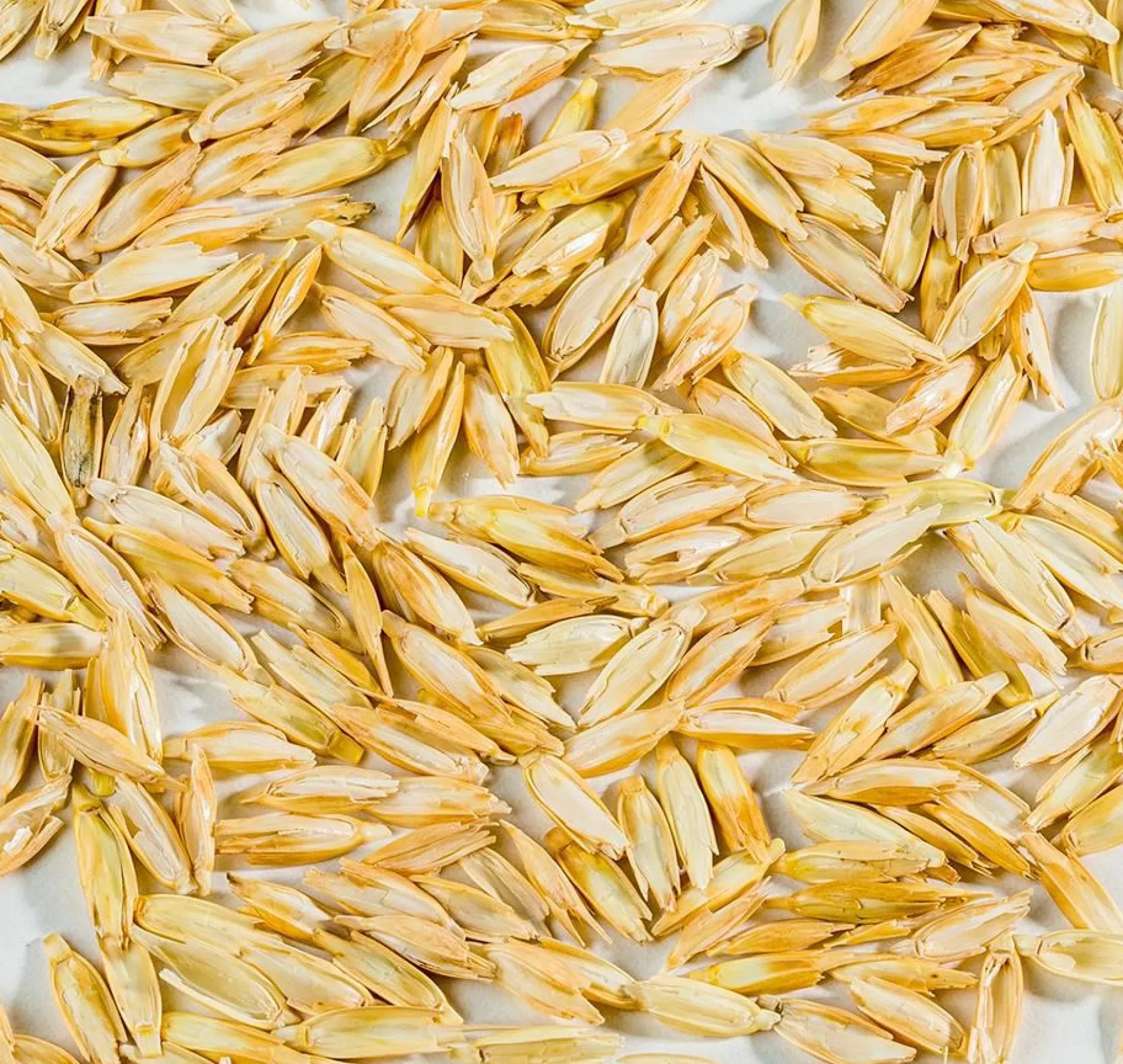 Oreillers|Oreillers>Camif MILLE OREILLERS Oreiller ferme petit épeautre biologique - 60 x 60 cm